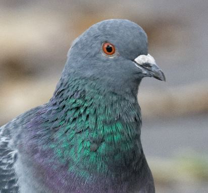 Guide pour différencier les pigeons ramier et biset