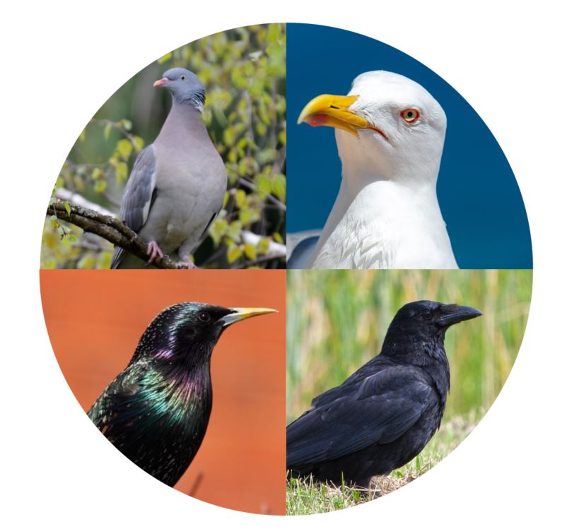 Perchoir oiseaux antipicage suspendu Rada : Qualitybird, la
